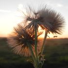 EL PLUMERILLO,EL OCASO Y LA HORMIGA