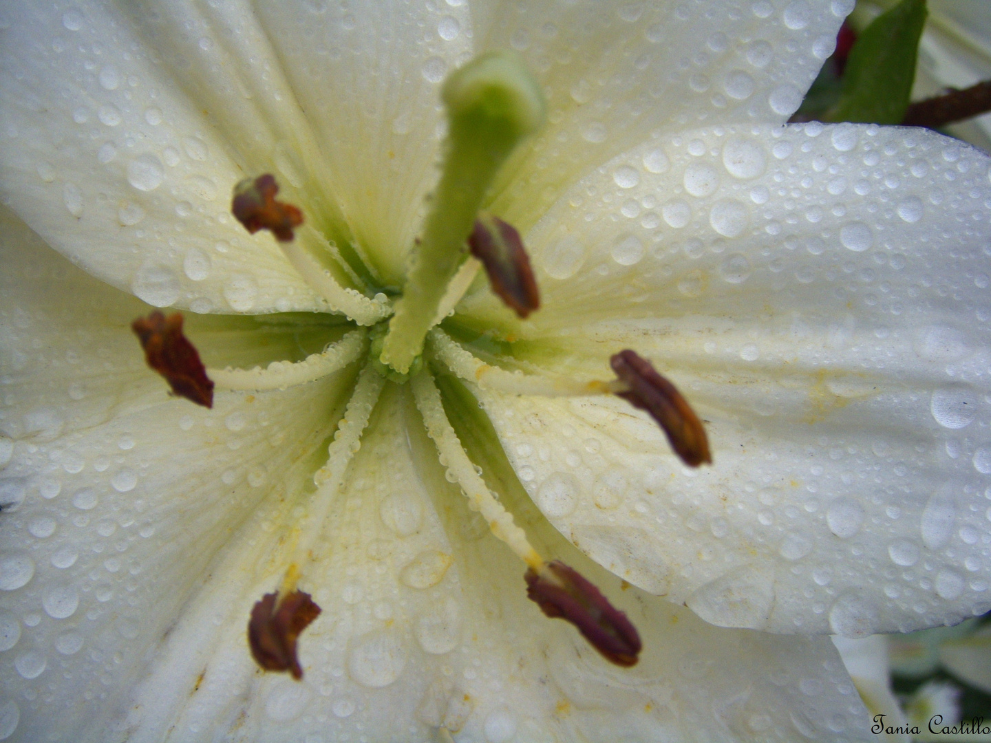 El Poema de la Lluvia Triste.