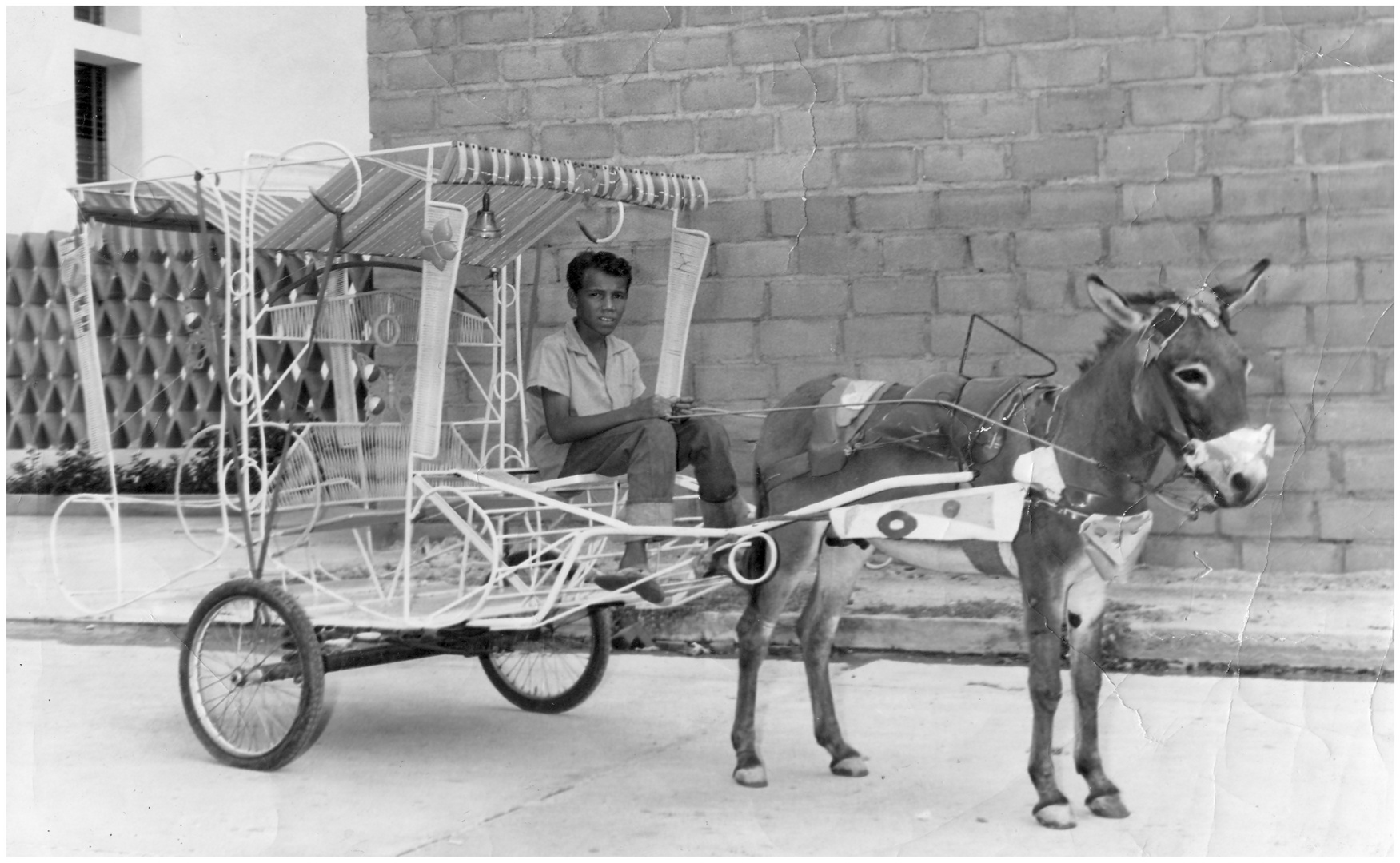 El Primer Burro Taxi de El Rodadero 