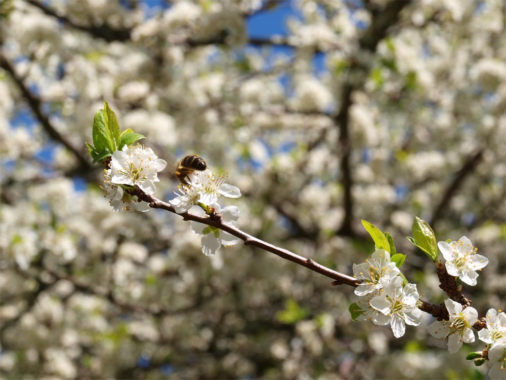 el primer polen de la primavera