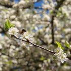 el primer polen de la primavera