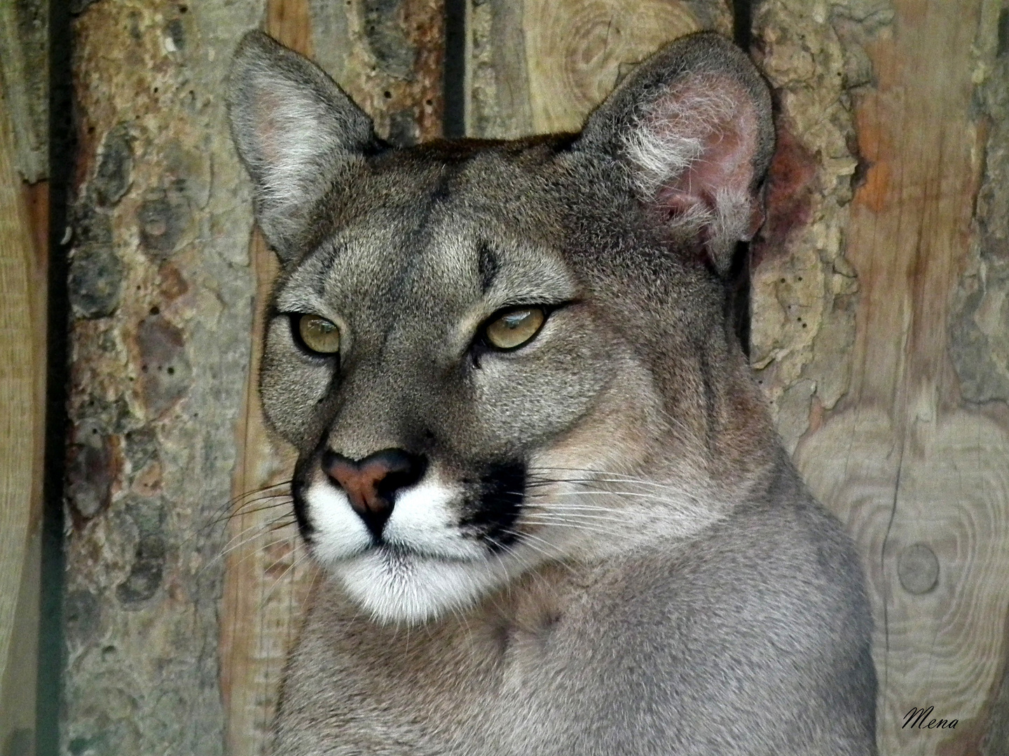 El Puma !