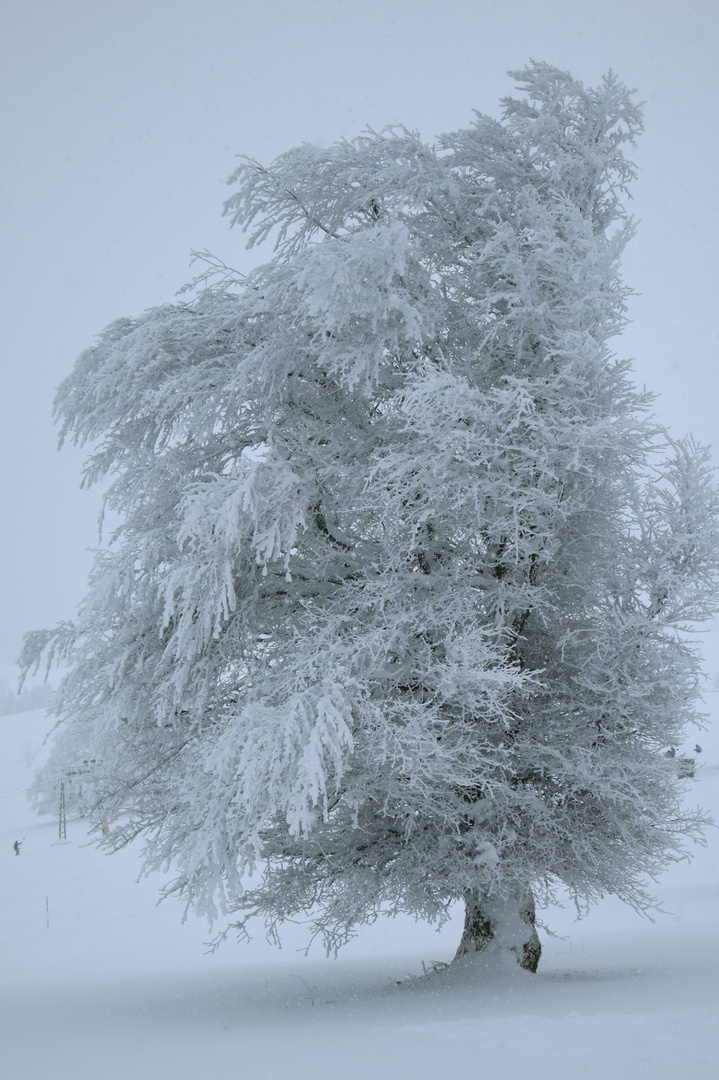 El Árbol