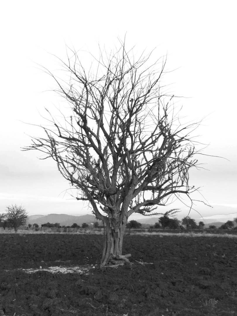 El Árbol