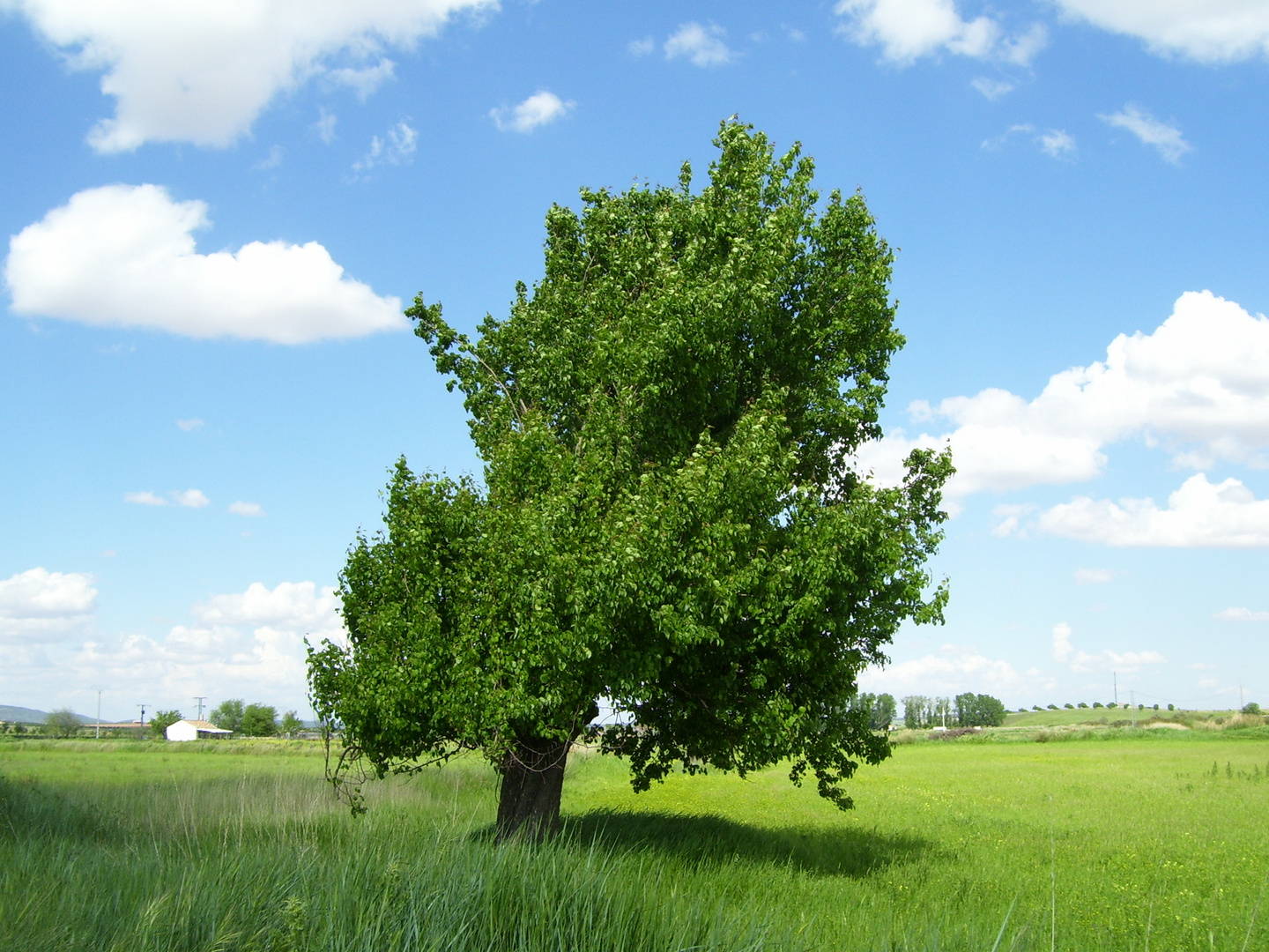 EL ÁRBOL DE LA VIDA...FERNANDO LÓPEZ   fOTOGRAFÍAS...