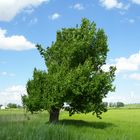 EL ÁRBOL DE LA VIDA...FERNANDO LÓPEZ   fOTOGRAFÍAS...