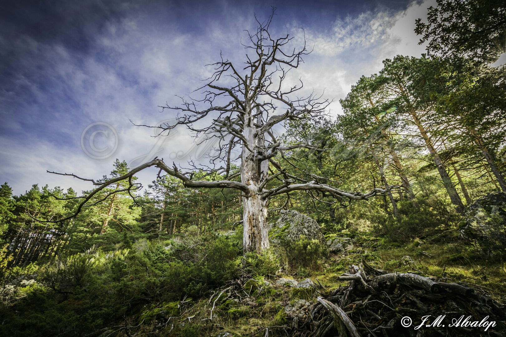 El Árbol seco.