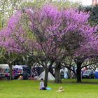 EL ÁRBOL Y EL NIÑO