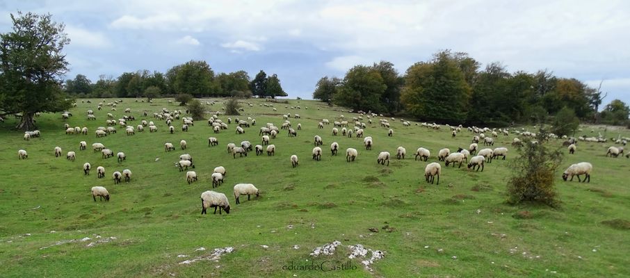 El rebaño 