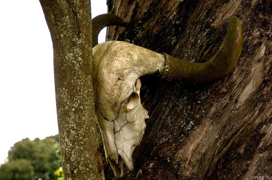 El recuerdo de una vaca...Brasil