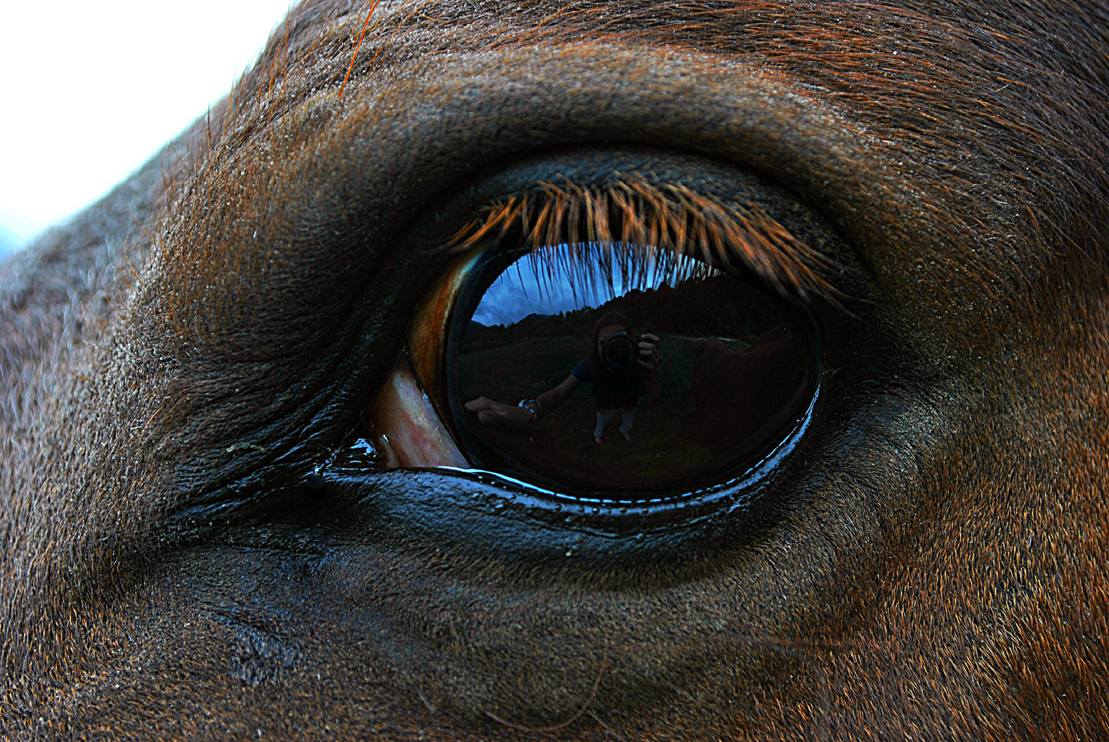 El Reflejo de su Mirada