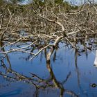 el reflejo del manglar muerto