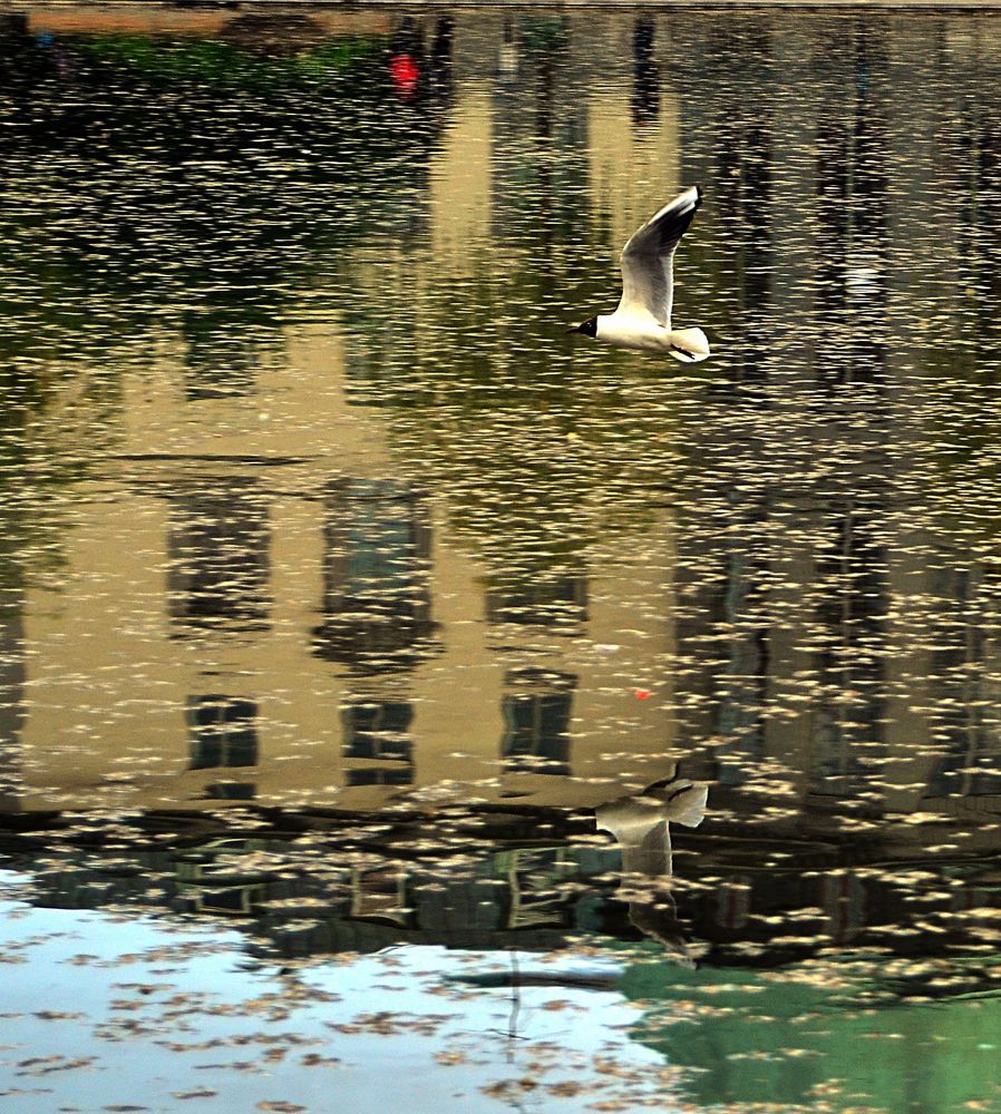 El reflejo en el agua