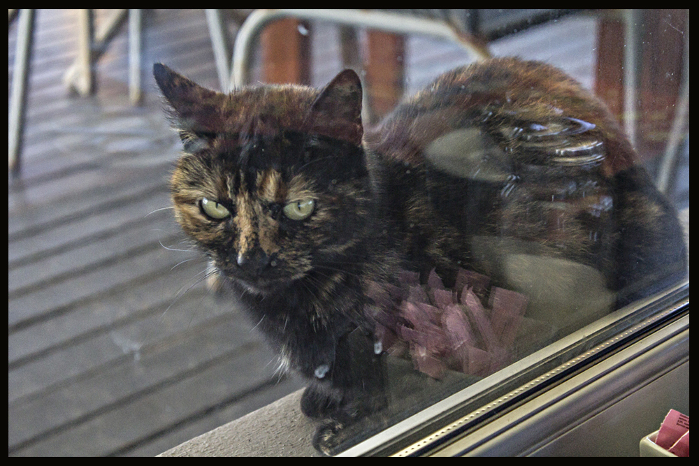 El reflejo en el gato