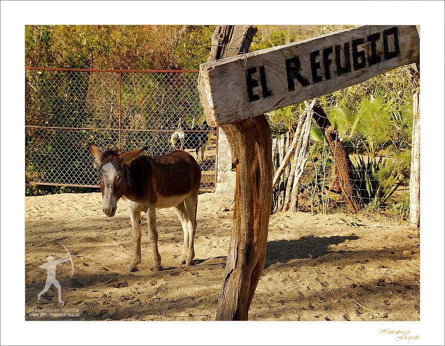 EL REFUGIO