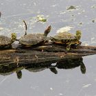 EL REPOSO DE LAS GUERRERAS