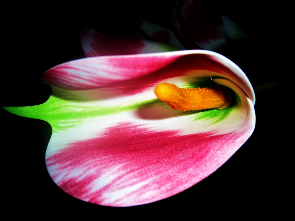 El resurgir de una flor de la oscuridad