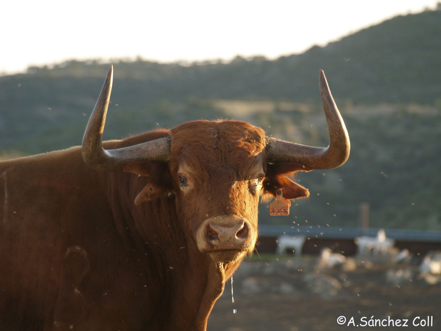 El Rey de la Dehesa