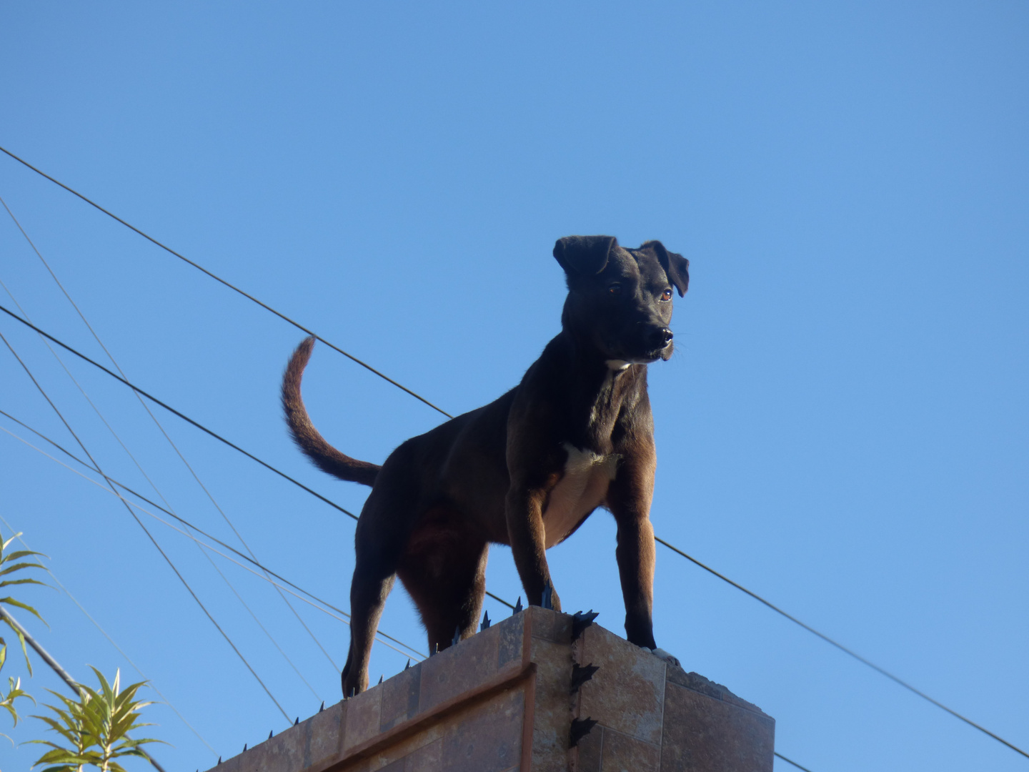 El rey de las alturas (en guardia) El perro del vecino