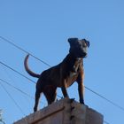 El rey de las alturas (en guardia) El perro del vecino