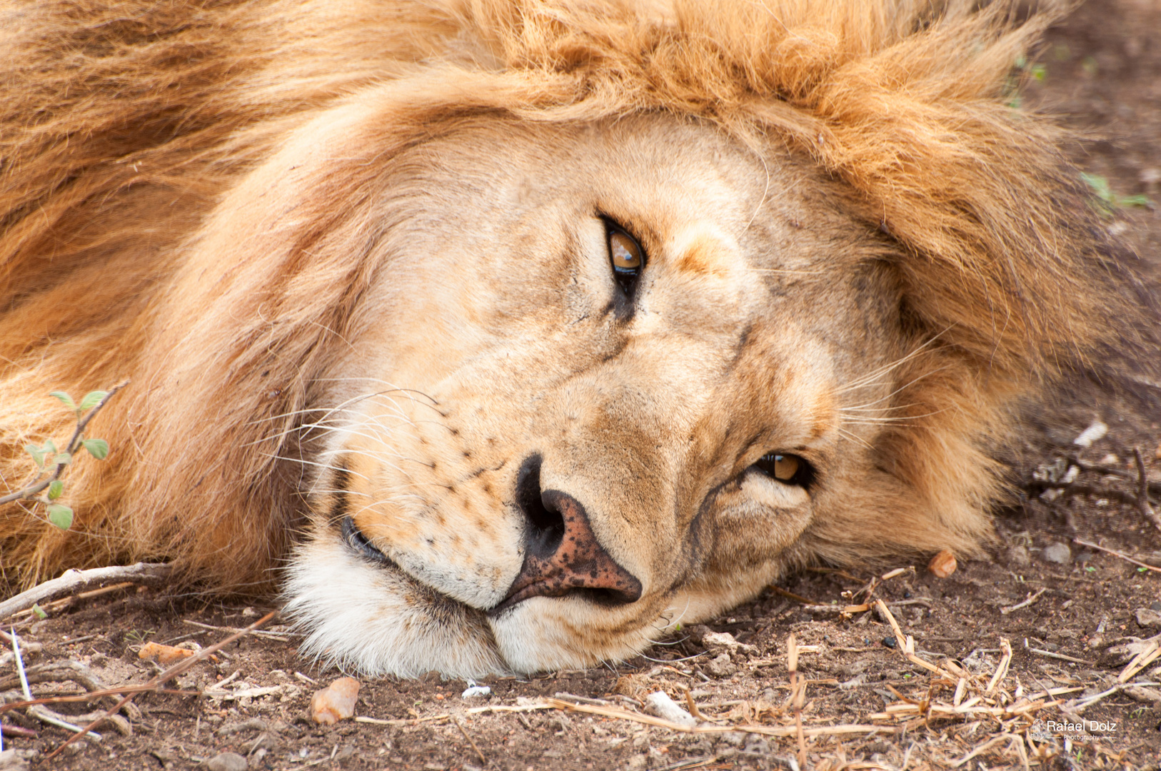 El Rey descansando