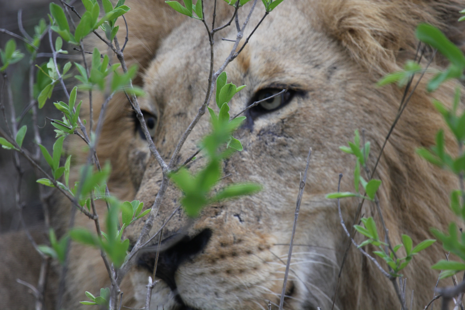 El rey león