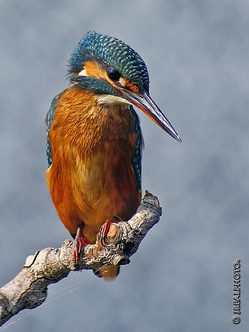 El rey pescador