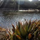 El río y el atrdecer