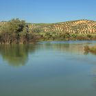 EL RÍO GENIL EN CAMPOS DE OLIVARES