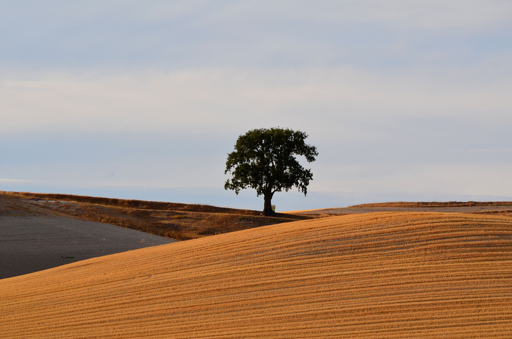 El roble solitario...