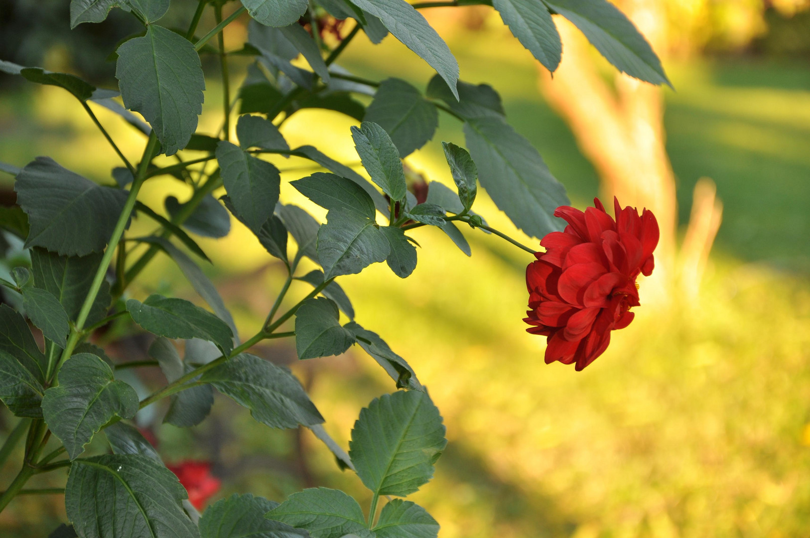 El Rojo a Descansar