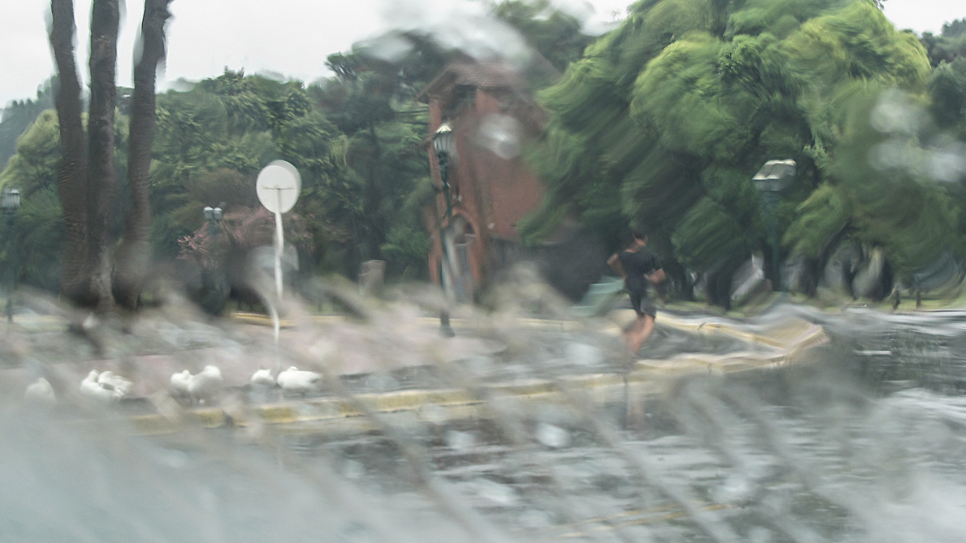 El Rosedal bajo la lluvia de verano -1-