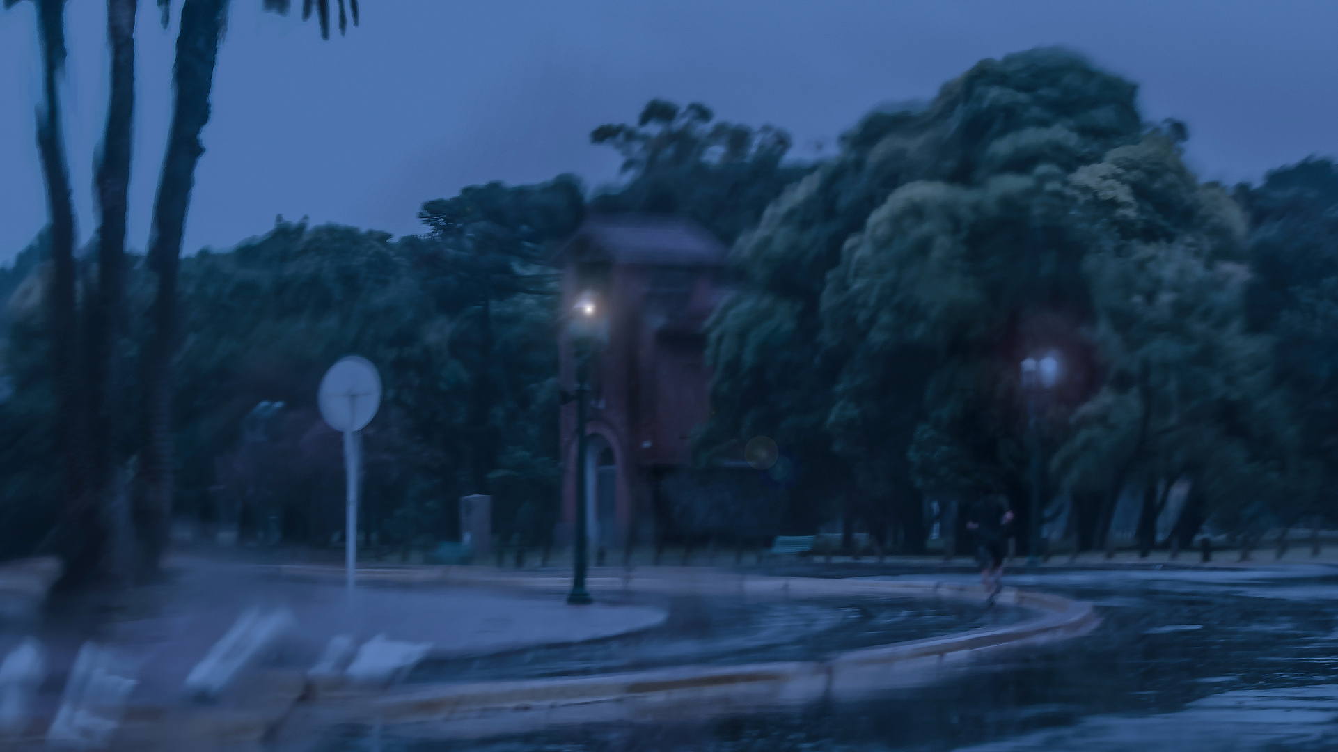 El rosedal bajo la lluvia de verano