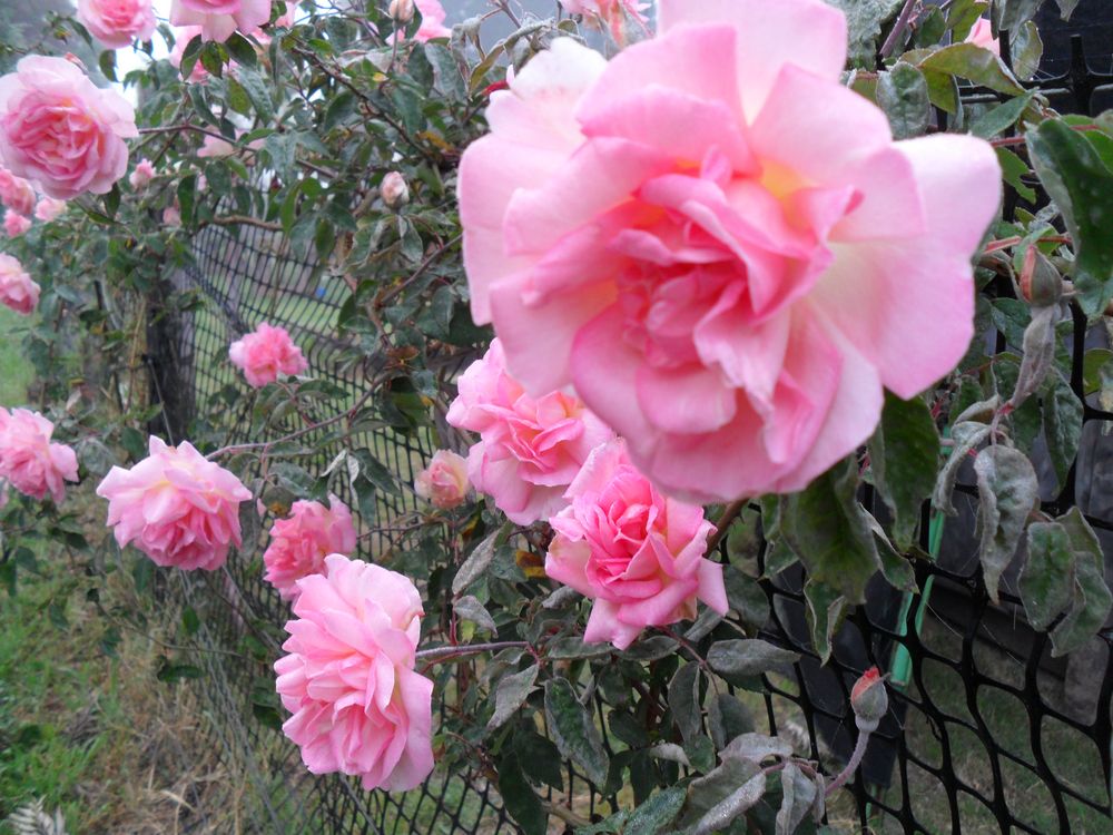 EL ROSEDAL DE MI JARDIN de JAVIER BERLINGERE 