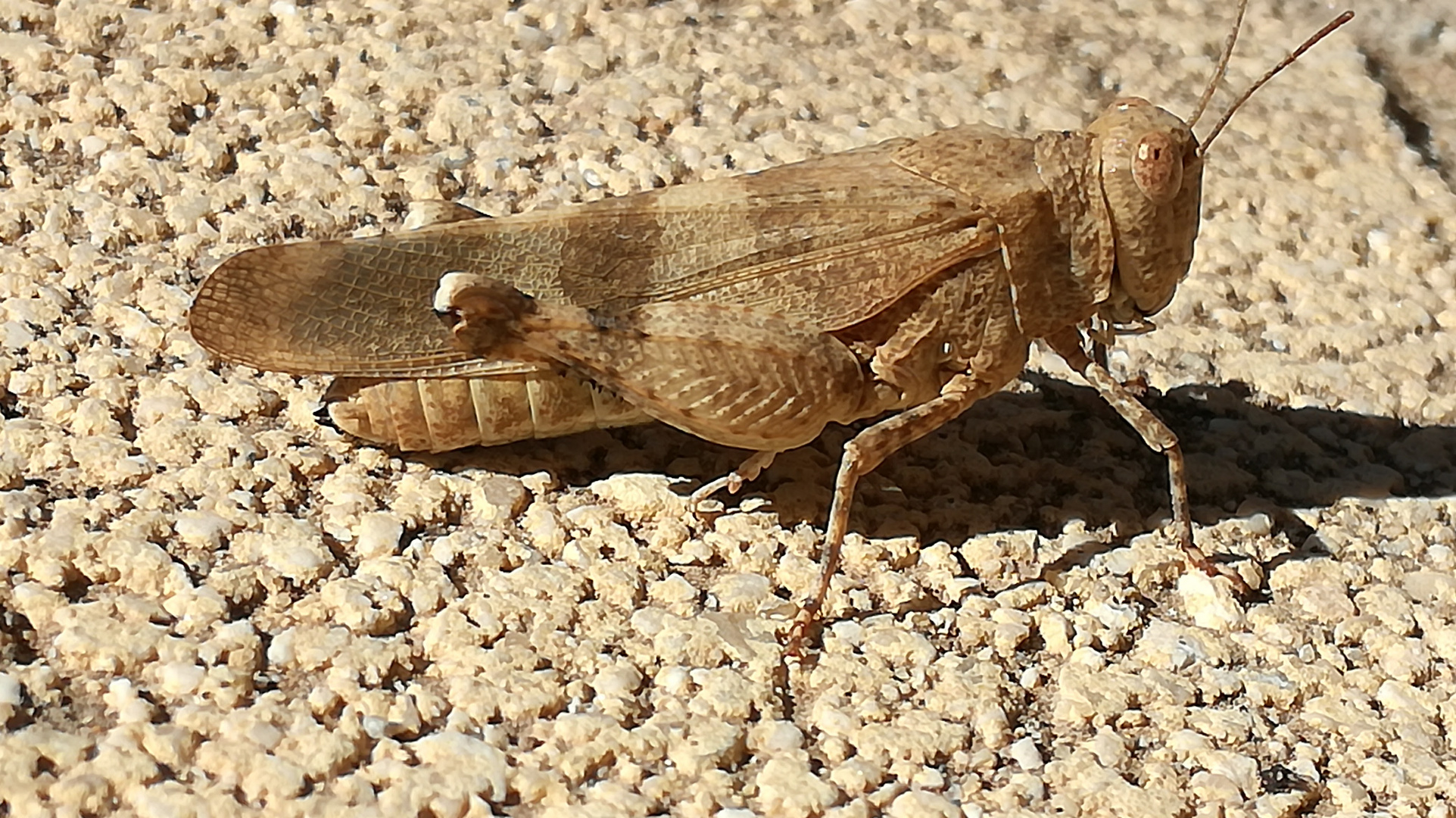 El saltamontes