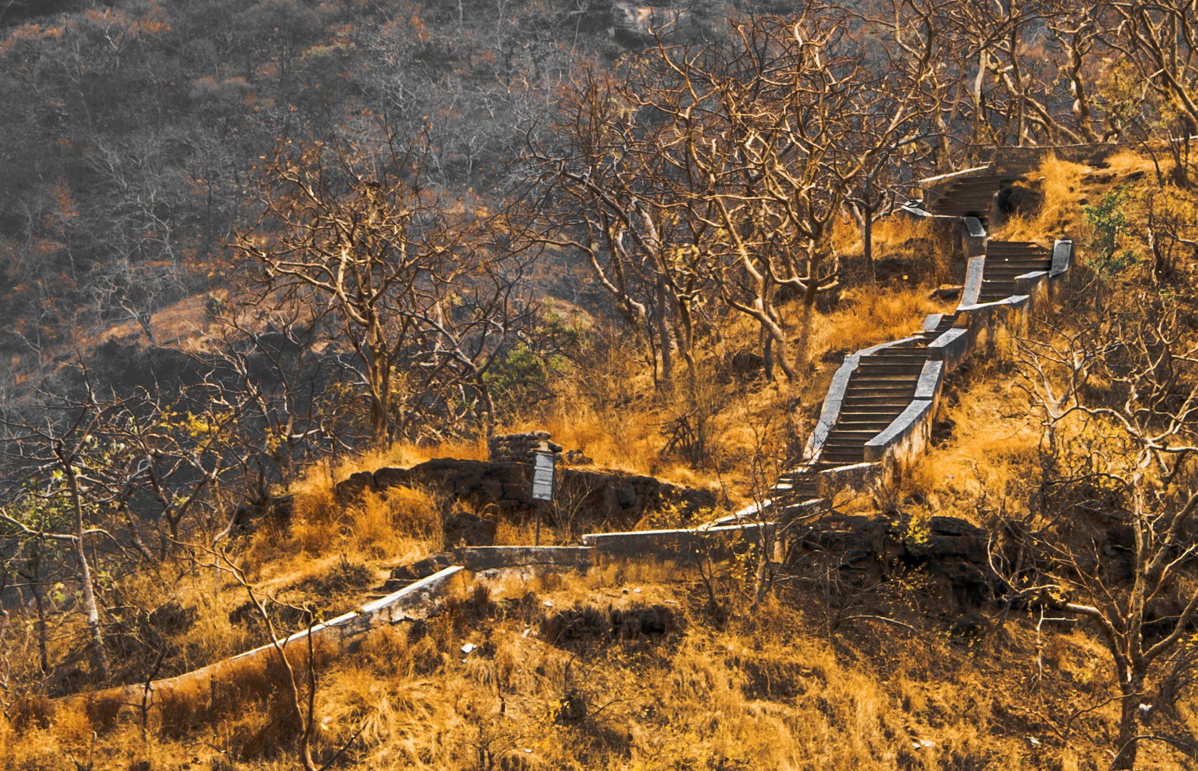 EL SENDERO DEL BOSQUE SIN VIDA