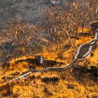 EL SENDERO DEL BOSQUE SIN VIDA