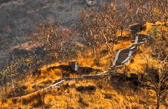 EL SENDERO DEL BOSQUE SIN VIDA