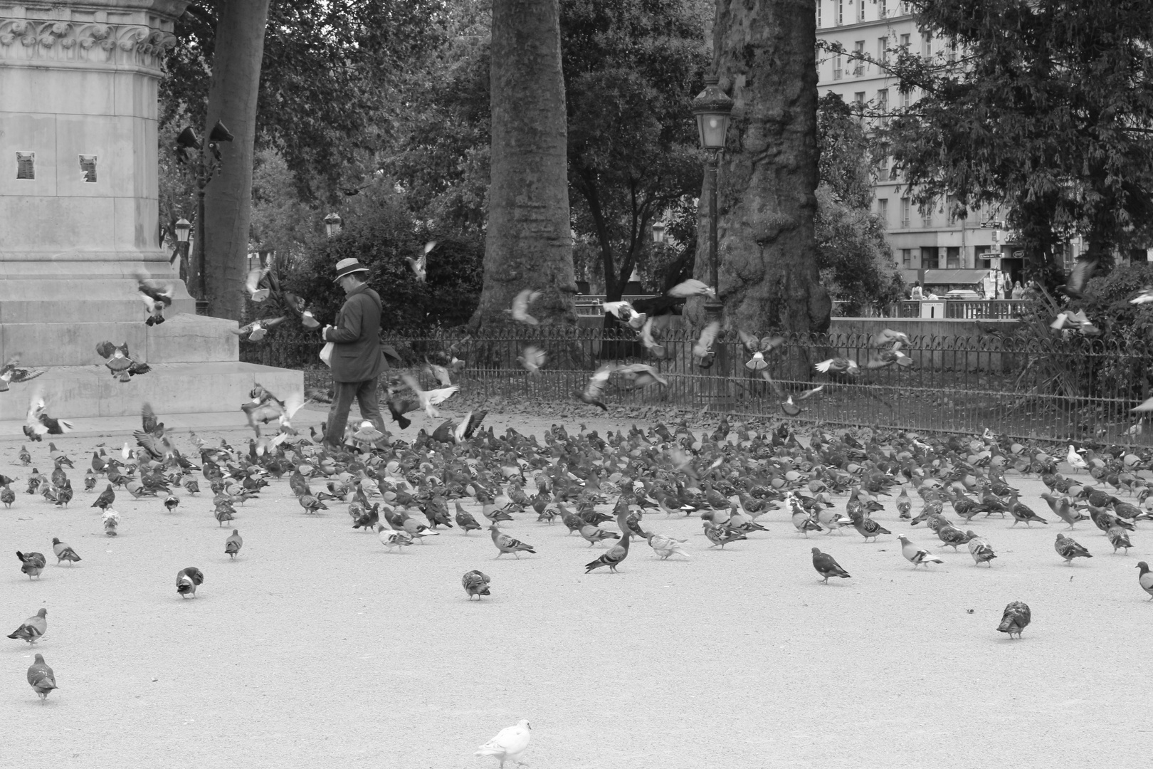 El señor de las palomas.