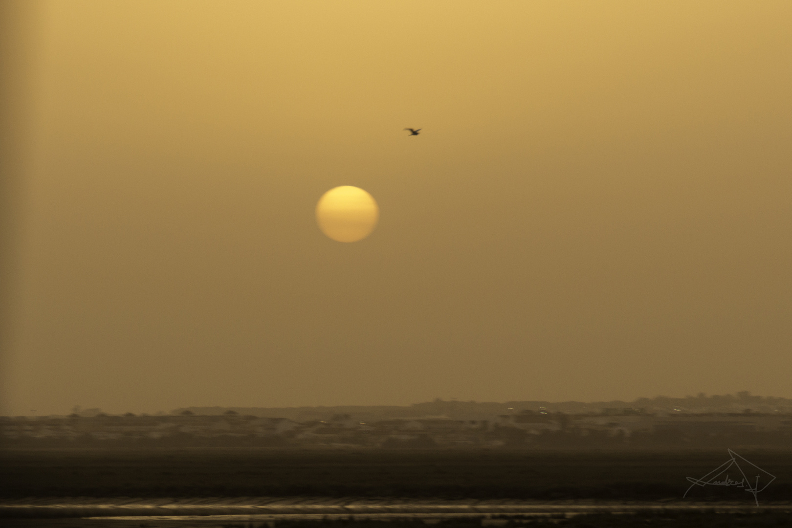 El sol en la niebla