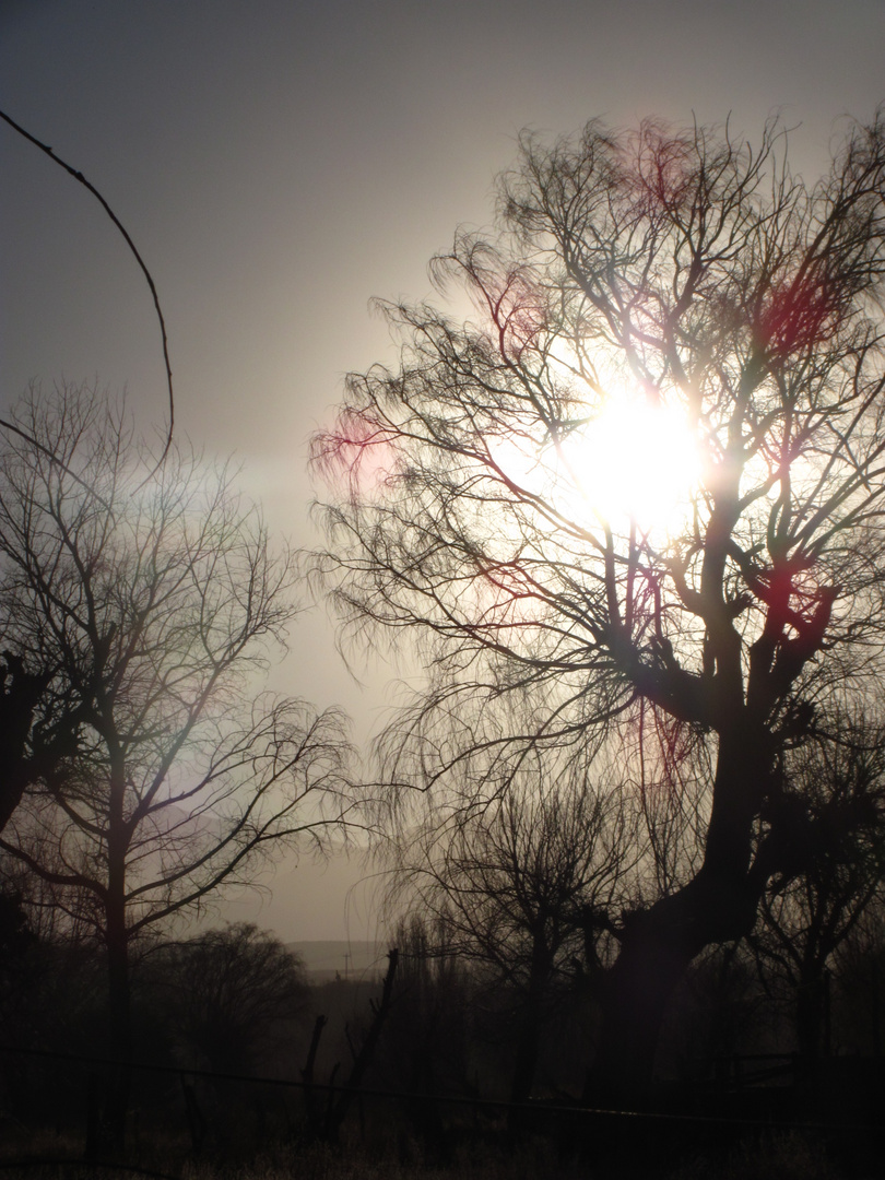 El sol queriendo entrar por el arbol