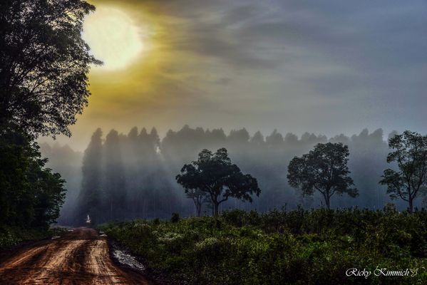El Sol y sus rayos de bañan en la Niebla 