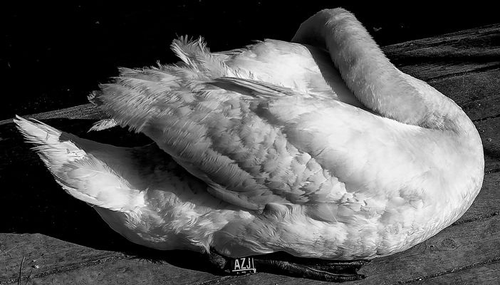 El sueño del cisne.