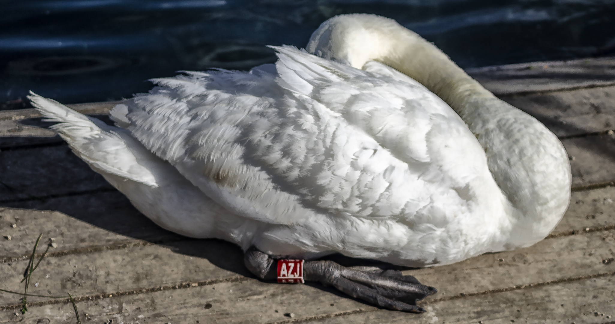 El sueño del cisne -I