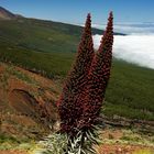 El Tajinaste en Flor