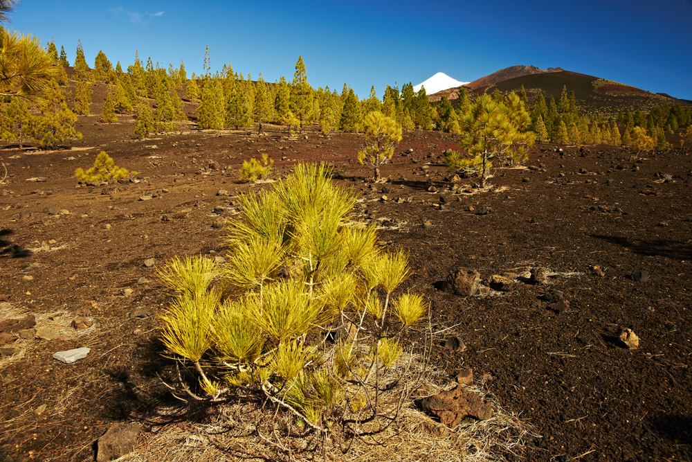 El Teide #3