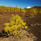 El Teide #3