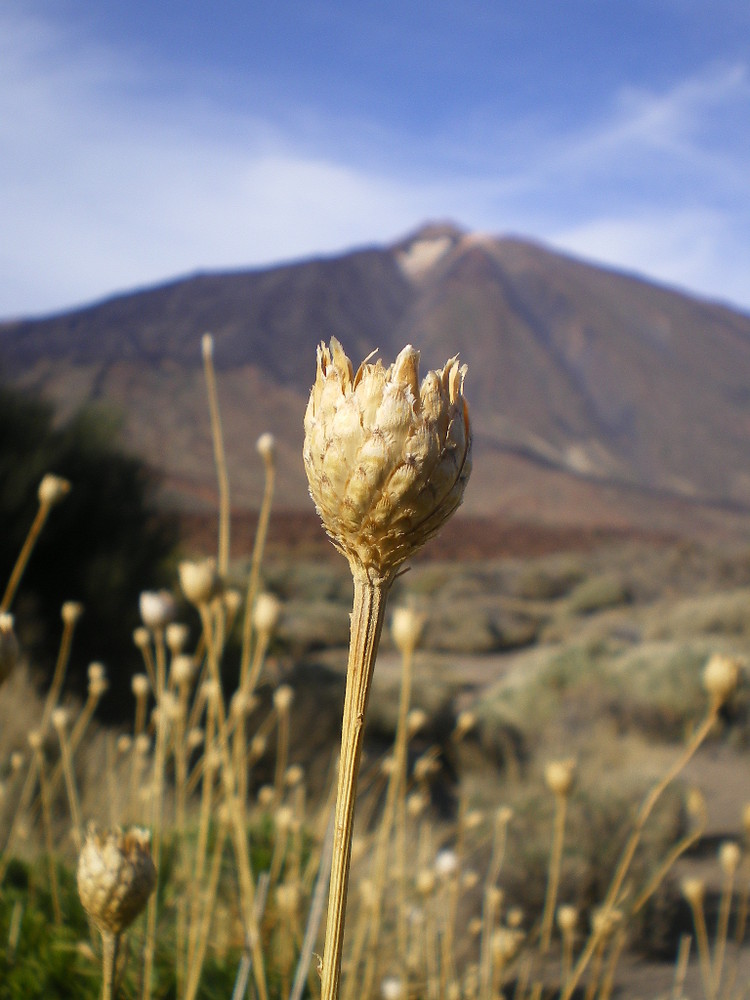 el teide