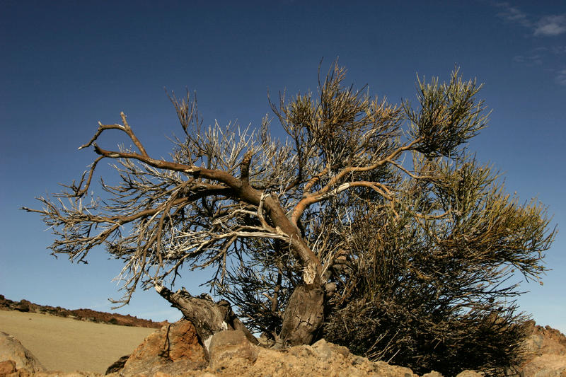 El Teide Gebiet / Teneriffa