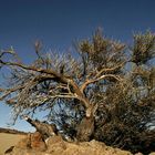 El Teide Gebiet / Teneriffa